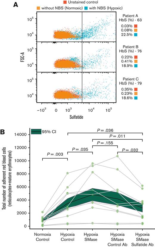 Hypoxia results in sulfatide exposure on the erythrocyte membrane and SMase incubation adds to the hypoxic adhesion of sickle red blood cells and anti-sulfatide antibody can inhibit SMase enhanced adhesion. (A) RBCs isolated from peripheral blood of 3 patients with SCD were treated with sodium metabisulfite for 1 hour. Legend denotes the HbS percentage of each sample and percentage of sulfatide-positive cells based on the gating strategy. Erythrocyte size and sulfatide availability increase when oxygen is scavenged by sodium metabisulfite, suggesting that sulfatide is exposed to the membranes of elongated sickle erythrocytes. (B) Sickle red blood cell adhesion to laminin following either 1 hour PBS or SMase (2.5 mU/mL) incubation at 37°C. Antibodies (1:200 v/v) or PBS were added for incubation after 30 minutes for the remaining 30 minutes. Hypoxia enhances the adhesion of sickle red blood cells, and SMase further increases this adhesion. Enzymatic activity of SMase could lead to the outer surface of the sickle red cell membrane with greater sulfatide availability, which is known to promote adhesion to activated endothelial cells. NBS, sodium metabisulfite, Na2S2O5.