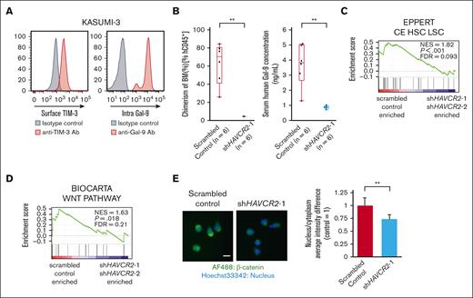 Identification of the canonical Wnt pathway as major downstream signaling of TIM-3/Gal-9 autocrine loop. (A) Fluorescence-activated cell sorting (FACS) analysis of surface TIM-3 expression (left) and intracellular Gal-9 expression (right) in KASUMI-3 cells (B) Percentage of BM chimerism in NSG mice with xenografts with TIM-3 KD KASUMI-3 cells (n = 6) and scrambled control cells (n = 6) (left panel), and human Gal-9 concentration in serum of mice with xenografts (right panel). ∗∗P < .01 vs scrambled control. These data were obtained at 13 weeks after xenotransplantation. (C-D) Enrichment plots for gene sets significantly enriched in scrambled control cells compared with KASUMI-3 cells transfected with shHAVCR2-1 and shHAVCR2-2. (C) HSC- and LSC-related genes.35 (D) Canonical Wnt pathway–related genes (BIOCARTA). (E) Quantification of nucleus translocation of β-catenin evaluated by ArrayScan system. Left panels show the representative images for localization of β-catenin in scrambled control and TIM-3 KD KASUMI-3 cells. Scale bar represents 10 μm. Right panel shows the quantification of β-catenin (green) translocation to the nucleus calculated from the fluorescence intensity and area overlapped with nucleus (blue), which were analyzed in TIM-3 KD KASUMI-3 cells and scrambled control cells. Data are presented as mean ± SEM, ∗∗P < .01 vs scrambled control.