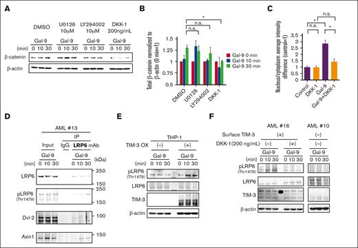 Gal-9 ligation to TIM-3 induces LRP6 signalosome formation and subsequent β-catenin accumulation in AML. (A) WB analysis of β-catenin accumulation induced by stimulation with Gal-9 in the presence of inhibitors in KASUMI-3 cells. KASUMI-3 cells were stimulated with Gal-9 in the presence of dimethyl sulfoxide, 10 μM of U0126 (MEK1/2 inhibitor), 10 μM of LY294002 (PI3K inhibitor), or 200 ng/mL of DKK-1, and their total cell lysates subjected to WB analysis. (B) Summarized data of Gal-9 stimulation–induced changes in the accumulation of β-catenin from 3 independent experiments. (C) Extent of β-catenin translocation to the nucleus evaluated using the ArrayScan system compared with that observed in nonstimulated controls. Data in panels B and C are presented as mean ± SEM, ∗P < .05. (D) Immunoblotting analysis of total lysates (left) and IP lysates (right) of Gal-9–stimulated primary TIM-3+ AML samples. Cells were lysed and subjected to IP with an anti-LRP6 antibody or normal mouse IgG. A representative result of TIM-3+ primary AML cells out of 3 independent cases (AML#4, #9, and #13) is shown. (E) WB analysis of Gal-9 stimulation–induced phosphorylation of LRP6 at Thr1479 in mock-transfected and TIM-3-OX THP-1 cells. (F) WB analysis of cell lysates from TIM-3+ AML cells (left) and TIM-3− AML cells (right). TIM-3+ AML cells were stimulated with Gal-9 in the absence or presence of DKK-1 (200 ng/mL). Representative results out of 4 independent TIM-3+ AML cells (AML#1, #2, #4, and #16) and 2 TIM-3− AML cells (AML#10 and #11) are shown. n.s., no significant difference.
