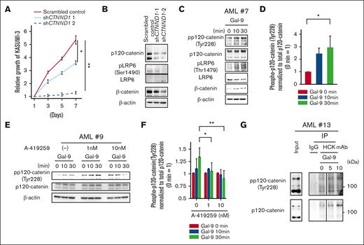 p120-catenin plays a crucial role for bridging TIM-3/Gal-9 signaling to the canonical Wnt pathway in AML cells. (A) Cellular growth of KASUMI-3 cells transfected with scrambled control and shRNA-mediated CTNND1 KD vectors. Two kinds of shRNA (shCTNND1-1: target sites in the 3' untranslated region, and shCTNND1-2: target sites in the coding sequence) were used. Data are presented as mean ± SEM, ∗P < .05 and ∗∗P < .01 vs scrambled control. (B) WB analysis of the canonical Wnt pathway–related protein using cell lysates from KASUMI-3 cells transfected with scrambled control and 2 kinds of shRNA-targeting CTNND1. (C) WB analysis of the phosphorylation status of p120-catenin at Tyr228 induced by stimulation with Gal-9 (AML#7). (D) Quantification of the levels of phosphorylated p120-catenin at Tyr228 by Gal-9 stimulation in KASUMI-3 cells. Results of 4 independent experiments (AML#1, #7, #9, and #16) are summarized. Data are presented as mean ± SEM, ∗P < .05 vs nonstimulated control. (E) WB analysis of the inhibitory effect of A-419259 (0, 1, or 10 nM) on Gal-9 stimulation–induced phosphorylation of p120-catenin using a primary AML sample (AML#9). (F) Quantification of the levels of phosphorylated p120-catenin induced by Gal-9 stimulation in the presence of each concentration of A-419259 (0, 1, and 10 nM). Data are presented as mean ± SEM, ∗P < .05 and ∗∗P < .01. Results from 4 independent AML experiments (AML#6, #9, #14, and #17) are summarized. (G) Immunoblotting analysis with total p120-catenin and phosphorylated p120-catenin (Tyr228) antibodies of total cell lysates (left), and immunoprecipitated lysates (right). Cells were stimulated with Gal-9 for 0, 5, and 10 minutes, and subsequently lysed and subjected to IP with an anti-HCK antibody or normal rabbit IgG. Representative results out of 3 independent experiments are shown here.