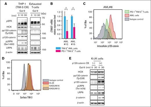 The expression of p120-catenin results in a striking difference in the signal transduction of TIM-3 between AML and exhausted T cells. (A) WB analysis of Gal-9–stimulated TIM-3-OX THP-1 and PD-1+TIM-3+ exhausted T cells. Of note, Gal-9 ligation to TIM-3 induced LRP6 phosphorylation in TIM-3-OX THP-1 cells but not in the exhausted T cells devoid of p120-catenin expression. (B) RT-qPCR analysis of CTNND1 mRNA in FACS-purified AML cells and the exhausted (PD-1+TIM-3+) T cells from 2 patients with AML (AML#12 and #15). Results were normalized to the mRNA expression of GAPDH. Data are presented as mean ± SEM, ∗P < .05. (C) Intracellular FACS analysis of p120-catenin expression in TIM-3+ AML cells and PD-1+TIM-3+ exhausted T cells in the identical patient with AML. A representative result out of 3 AML samples (AML#8, #12, and #15) is shown. (D) FACS analysis of surface TIM-3 expression in Ki-JK cells. TIM-3 expression of KASUMI-3 and KASUMI-6 are shown as positive controls. (E) The results of WB analysis using mock-transfected (left panels) and p120-catenin-OX Ki-JK cells (right panels) stimulated with Gal-9 are shown.
