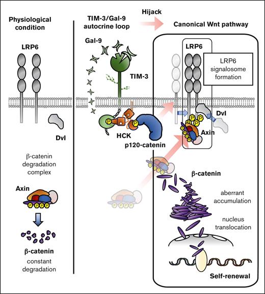 Schematic summary of a novel molecular mechanisms of the hijacking of the canonical Wnt pathway by TIM-3 signaling in AML LSCs. The schema shows how TIM-3 signaling induces constitutively canonical Wnt pathway activation and aberrant accumulation of β-catenin in AML-LSCs. As shown in the left panel, β-catenin is constantly destroyed by the β-catenin degradation complex in the absence of canonical Wnt pathway activation. As shown in the right panel, in AML, a TIM-3/Gal-9 autocrine loop constitutively recruits and activates HCK, leading to the induction of p120-catenin phosphorylation. The activated p120-catenin initiates LRP6 signalosome formation to inhibit the function of the β-catenin degradation complex, leading to the aberrant accumulation of β-catenin in AML cells. Through the use of LSCs-specific molecules such as TIM-3, HCK, and p120-catenin, the AML LSCs hijack the canonical Wnt pathway.