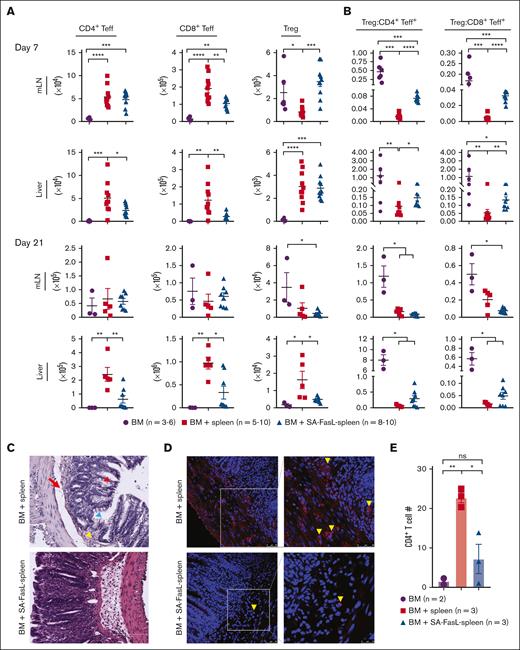 Recipients of SA-FasL–engineered splenocytes have reduced levels of T effectors and increased T-regulatory cells. (A) Absolute number of CD4+ Teff (CD4+FoxP3-CD44+CD62L-PD1+), CD8+ Teff (CD8+CD44+CD62L-PD1+), and Treg (CD4+CD25+FoxP3+) cells in mesenteric lymph nodes (mLN) and the liver (cells per gram). Intrahepatic immune cells and mesenteric lymph nodes were harvested 7 and 21 days after transplantation from F1 recipients of C57BL/6 bone marrow cells (BM) and BM cells cotransplanted with SA-FasL–engineered (BM + SA-FasL-spleen) or nonengineered splenocytes (BM + spleen). Cells were analyzed for activated CD4+ and CD8+ Teff and CD4+ Treg cells using flow cytometry. (B) Ratios of CD4+ Treg cells to CD4+ and CD8+ Teff cells. (C) Representative images of H&E staining of large intestine from F1 recipients (n = 3) at day 21 after transplantation showing cellular infiltration (yellow arrowheads), epidermal cell vacuolar degeneration (red arrowheads), mucosal epithelia degeneration (blue arrowhead), and disruption of mucosal-submucosal junction (red arrow) in nonengineered splenocytes recipients (BM + spleen) as compared with that of SA-FasL-engineered splenocytes (BM + SA-FasL-spleen) recipients (n = 3). (D) Representative images of 2-color immunofluorescence staining for CD4 (red) and nucleus (blue) with infiltrated CD4+ T-cell counts per section per animal. Recipients of nonengineered splenocytes have significantly higher frequencies of CD4+ T cells within crypts and lamina propria of large intestine than the recipients of SA-FasL–engineered splenocytes. Tissues from recipients of BM cells without donor splenocytes served as control (n = 2). Data point represent averaged cell numbers from 5 random fields per section per animal. Scale bar: 50 μm (left); 25 μm (right). Data are shown as mean ± SEM. For comparisons, 1-way ANOVA with Tukey post hoc test was used in panels A,D and Mann Whitney test in panel B. ANOVA, analysis of variance; SEM, standard error mean. ∗P < .05∗∗; P < .01; ∗∗∗P < .001; ∗∗∗∗P < .0001.