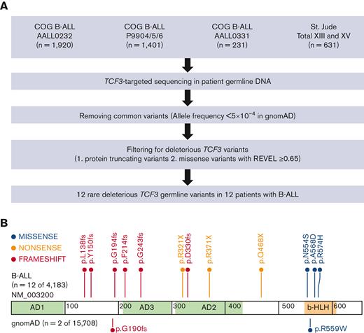TCF3 germline variants in patients with pediatric B-ALL identified by targeted sequencing. (A) CONSORT diagram of COG and St. Jude patients included in this study. (B) Protein domain plot of TCF3 E12 isoform (NM_003200): Activation Domain (AD) 1 to 3 and b-HLH domain. The upper panel shows rare deleterious TCF3 E12 germline variants in patients with B-ALL, and the lower panel shows TCF3 E12 variants in the gnomAD control participants. Each dot represents 1 case.