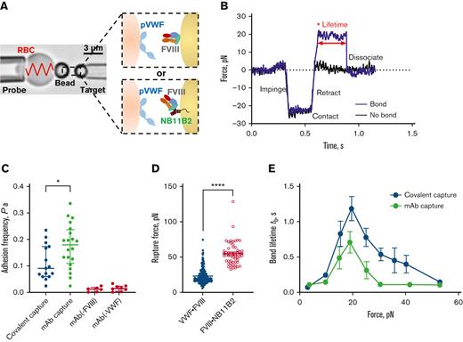 Force dependence of binding of FVIII to VWF. (A) BFP brightfield scheme (left panel) and protein functionalization (right panel). A micropipette-aspirated RBC with a bead attached to the apex (probe, left) was aligned against a bead held by an apposing micropipette (target, right). The probe bead was covalently linked with purified human plasma VWF and streptavidin for attachment of the bead to biotinylated RBC (left). VWF is the focus for interaction with human recombinant full-length FVIII on the target bead (right). The FVIII was either covalently immobilized via a PEG3500 linker or by using NB11B2 antibody that binds to the A2 domain of FVIII on the opposite face that binds VWF. (B) Force vs time traces of 2 representative BFP touch cycles. The target was driven to impinge, contact, and retract the probe. In a “no bond” event, the cycle ended after retraction (black). In a “bond” event (blue), the target was held (marked by ∗) at clamp force (20 pN) until the bond between probe and target dissociated, signified by the force dropping back to 0, and the lifetime of the bond was measured. (C) Adhesion frequencies of binding of VWF to FVIII immobilized either covalently or using NB11B2 antibody. The negative controls were performed in the absence of either FVIII or VWF. The data points are from 20 touch cycles. Each probe–target pair was tested repeatedly for 200 approach-contact-retract cycles to estimate an adhesion frequency. Errors are mean ± SEM. ∗P < .05 assessed by unpaired, two-tailed Student t test. (D) Rupture force of the VWF-FVIII vs FVIII-NB11B2 bonds. The force applied to the bonds increased until dissociation was detected. The magnitudes of rupture forces were measured at the instant force traces dropped. N ≥ 3 probe–target pairs were tested to obtain mean ± SEM. ∗∗∗∗P < .001 assessed by unpaired, two-tailed Student t test. (E) Lifetime of VWF-FVIII bonds as a function of clamp force in BFP. The FVIII was immobilized either covalently or using NB11B2 antibody. Results represent mean ± SEM of >50 measurements per point. SEM, standard error of the mean.