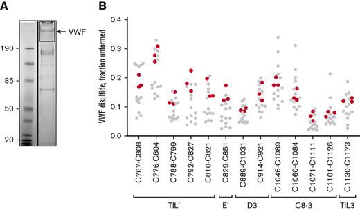 Disulfide status of the TIL’-TIL3 domains of recombinant VWF secreted by mammalian cells is indistinguishable from plasma VWF. (A) Example of 12C-IPA-labeled recombinant human VWF resolved on SDS-PAGE. Molecular mass standards are shown in the left-hand lane. (B) Redox states of the 13 TIL’-TIL3 domain disulfide bonds in 3 different preparations of recombinant VWF (red symbols). The redox states of the 13 healthy donor VWF disulfides (Figure 2C) are shown for reference (gray symbols).