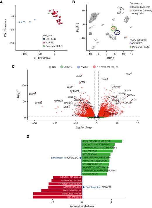 Transcriptional differences between HLEC and vascular endothelial cells. (A) PCA of bulk RNA-seq results. CV HLEC and periportal HLEC were defined according to CIBERSORTx results. (B) Uniform Manifold Approximation and Projection (UMAP) showing the projection of single cell RNA-seq of arterial endothelial cells onto human liver single cell RNA-seq data. Note that most of the arterial endothelium projects to periportal HLECs and none projects to the CV HLEC cluster. (C) Volcano plot presenting the transcriptional differences between CV HLEC and HUVEC (CV HLEC upregulated genes on the right). (D) Gene set enrichment analysis revealing the HALLMARK enriched pathways in CV HLEC and HUVEC at FDR <0.05.
