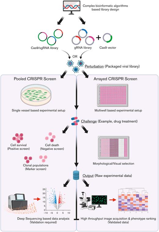 Workflow of pooled vs arrayed CRISPR-Cas9 screening approaches. For either screening strategy, the input pool of sgRNAs and Cas9 is designed using complex bioinformatic algorithms to maximize targeting efficiency and limit off-target effects. In the pooled screening approach, a viral sgRNA library generated from the sgRNA/Cas9 complexes can then be delivered to a single vessel of cells at a low MOI. In contrast, within the arrayed screening format viral libraries are delivered to discrete cell populations grown in multiwell plates to allow for unique representation of individual sgRNAs within each well. Following the administration of a challenge (such as drug treatment), based on the selection strategy adopted (positive, negative, or FACS-associated marker based), several rounds of cell selection may be included within pooled screens to allow for targeted cell enrichment. In contrast, the arrayed screens do not require selective enrichment, rather the developing phenotype within the individual cell populations form the raw data that can be visualized in the final step of the assay through high-throughput image acquisition strategies followed by statistical ranking of the observed phenotypes. In contrast, raw data (genomic DNA from the selected cell populations) must be profiled using deep-sequencing approaches followed by an analysis of depleted or enriched sgRNA population to identify the potential genes that could be associated with potential cancer pathways although downstream validation will be required to confirm the speculative role of the potential genes within the disease. Key steps of convergence between the 2 pathways have been highlighted for both pathways. gRNA, guide RNA. Created with www.BioRender.com.