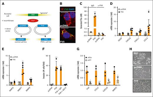 Effects of tumor-expressed FVII expression on cell behavior. (A) Strategy for creating FVII-expressing cells. An FRT site was inserted into the genome of MDA-MB-231 breast cancer cells. Subsequently, the gene of interest (empty vector or FVII cDNA) was inserted into the FRT site by cotransfecting a recombinase-expressing construct. Subsequently, colocalization of FVII and TF (B), coagulant activity in the presence or absence of a FVII-blocking antibody (n = 3) (C), and FVII target gene expression (n = 5) were determined in MDApcDNA and MDAFVII cells (D-E). (F) Invasion of MDApcDNA and MDAFVII cells through Matrigel-coated transwell inserts in the presence of the indicated blocking antibodies (n = 4). (G) FVII-dependent gene expression in MDA-MB-453 cells after FVII knockdown by shRNA (n = 3). (H) Morphology of MDAFRT, MDApcDNA, and MDAFVII cells. Scale bars, 10 μm (B) 40 μm (H). Note the epithelial patches of FRT and pcDNA cells. All graphs show the mean and standard deviation (SD). Statistically significant differences were tested using t tests. IgG, immunoglobulin G.