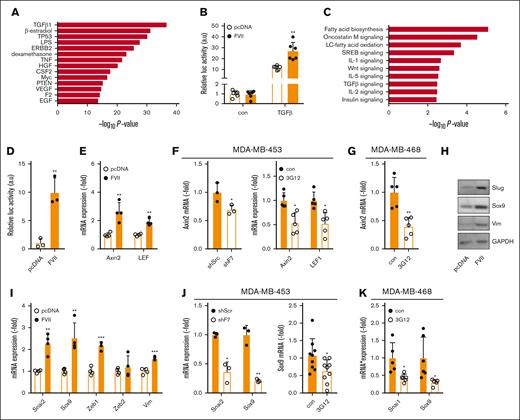 Tumor-expressed FVII-dependent expression of prometastatic genes. (A) Based on microarray analysis of MDApcDNA and MDAFVII cells (n = 4), upstream pathways were predicted using Ingenuity Pathway Analysis. (B) Activity of the canonical TGF-β pathway in MDApcDNA and MDAFVII cells as measured using a construct containing a SMAD3/4-controlled luciferase insert (CAGA-Luc; n = 3). (C) Pathways and processes as predicted with Enrichr. (D) Activity of the Wnt pathway in MDApcDNA and MDAFVII cells as measured using a construct containing a β-catenin–controlled luciferase insert (Bat-Luc; n = 3). (E) Expression of Wnt pathway constituents Axin2 and LEF1 as measured using quantitative polymerase chain reaction (qPCR) in wild-type MDA-MB-231 cells (n = 3). (F) Expression of Wnt pathway constituents as measured using qPCR in MDA-MB-453 after shRNA approaches or FVII antibody blockade (n = 5). (G) Expression of Wnt pathway constituents in MDA-MB-468 after FVII antibody blockade (n = 5). (H) Western blot analysis of Slug, Sox9, and vimentin in MDApcDNA and MDAFVII cells. GAPDH was used as a loading control. (I) mRNA expression of EMT factors and Sox9 in MDApcDNA and MDAFVII, as determined using qPCR (n = 4). (J) Expression of Slug and Sox9 in MDA-MB-453 after shRNA or antibody treatment (n = 5). (K) Expression of Snail and Sox9 in MDA-MB-468 after FVII antibody treatment (n = 5). All graphs show the mean and SD. Statistically significant differences were tested using t tests. Con, control; TNF, tumor necrosis factor; IL-1, interleukin 1; VEGF, vascular endothelial growth factor.