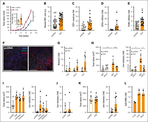 Effects of tumor-expressed FVII on tumor characteristics and metastasis. (A) Primary tumor growth after orthotopic injection of MDApcDNA and MDAFVII cells in immunodeficient mice (n = 6). In the extracted tumors, KI67 positivity of the outer proliferative zone (B), CD31+ vessel density (C), CD11b+ (D), F4/80+ immune cells (E), and active β-catenin (F) were determined. (G) In the same experiment, metastasis was determined in the indicated organs using qPCR of human GAPDH corrected for mouse β-actin. (H) Tumor growth and metastasis were also determined after orthotopic grafting in the presence of the FVII-blocking antibody 3G12 (n = 6). (I) Tumor growth and metastasis at the end of the experiment at week 11 were also determined in the presence of downstream coagulation inhibitors dabigatran (thrombin) or rivaroxaban (FXa) (n = 6). (J) Experimental liver metastasis after tail vein injection of MDApcDNA and MDAFVII cells (n = 9). (K) Metastasis was also determined using qPCR at equal tumor burden (pcDNA at 11 weeks, FVII at 10 weeks; n = 8). (L) SOX9 expression in isolated lung, liver, and bone metastatic FVII cells (n = 4). Statistically significant differences were tested using t tests. Graphs show the mean and SD. Scale bars, 40 μm. DAPI, 4′,6-diamidino-2-phenylindole.