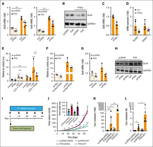 Opposing effects of tumor-expressed and liver-derived FVII on prometastatic genes and metastasis. (A) qPCR analysis of Slug and Sox9 expression in MDApcDNA and MDAFVII after vehicle or rFVIIa (n = 4). (B) Western blot analysis of Sox9 expression in MDApcDNA and MDAFVII after vehicle or rFVIIa. The analysis of prometastatic gene expression was analyzed using qPCR in MDA-MB-453 (n = 5) (C) and MDA-MB-468 (n = 5) (D). (E) Effects of rFVIIa on Wnt pathway activity as determined with a β-catenin–responsive luciferase construct in the presence or absence of the Wnt pathway activator LiCl (n = 3). (F) Effects of rFVIIa on Wnt pathway activity in the presence of Wnt3A (n = 3). Effects of mFVIIa on Sox9 in MDApcDNA and MDAFVII was analyzed using qPCR (G) and western blot (H). (I) Schematic overview in time of tumor cell grafting and subsequent downregulation of liver mFVII by siRNA approaches. (J) In vivo orthotopic tumor growth of MDApcDNA and MDAFVII after control (siNEG) or FVII (siF7) siRNA treatment (n = 6). Black asterisks show significant differences between tumor growth after MDAFVII graftment in the presence of siNEG vs that after graftment of MDApcDNA cells in the presence of siNEG. Red asterisks show differences in tumor growth after graftment of MDApcDNA cells in the presence of siNEG vs that after graftment of MDApcDNA cells in the presence of siF7. (K) MDApcDNA and MDAFVII liver metastasis after control (siNEG) or FVII (siF7) siRNA treatment as determined using qPCR and histochemistry (L). Statistically significant differences were tested using t tests.