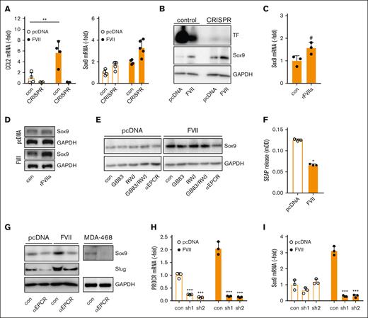 FVII-induced Sox9 expression is dependent on EPCR but independent of TF and PARs. (A) Control and TF CRISPR-edited cells were analyzed for CCL2 and Sox9 expression using qPCR (n = 3). (B) Control and TF CRISPR-edited cells were analyzed for Sox9 expression using western blot. (C) Effect of rFVIIa on Sox9 mRNA levels in TF-deficient MDAFVII cells. (D) Effect of rFVIIa on Sox9 protein levels in TF-deficient MDApcDNA and MDAFVII cells. (E) Effect of pharmacological PAR inhibitors on Sox9 expression. (F) PAR2 activation in HEK293 cells transfected with vector control or a FVII expression construct, as measured by SEAP release (n = 3). (G) Effect of an EPCR-blocking antibody on Sox9 and Slug expression. (H) Knockdown of the PROCR gene encoding EPCR (n = 3). (I) Effect of PROCR knockdown on Sox9 expression (n = 3). Statistically significant differences were tested using t tests. Graphs show the mean and SD.