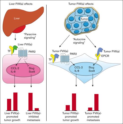 Current model for the roles of TF, recombinant FVIIa, tumor-expressed FVII, and EPCR in cancer progression. Blood-borne FVII secreted by the liver binds to TF on the tumor cell surface (tumor cell indicated in pink) (left). The TF:FVIIa complex then activates PAR2 on the tumor cell surface, leading to the upregulation of proangiogenic factors such as CCL-2 and IL-8 and subsequent tumor growth. TF:FVIIa-mediated PAR2 activation also leads to the downregulation of EMT factors such as Slug and Sox9, resulting in an epithelial-like phenotype and diminished metastasis to the liver. Tumor cells produce FVII and FVIIa in an autocrine fashion, which binds to TF or EPCR (right). Tumor FVIIa in complex with TF activates PAR2 on the tumor cell surface (tumor cells indicated in blue), leading to the upregulation of proangiogenic factors such as CCL-2 and IL-8 and subsequent tumor growth. Tumor FVIIa bound to EPCR leads to the upregulation of EMT factors such as Slug and Sox9, resulting in mesenchymal-like phenotype and enhanced metastasis to the liver.