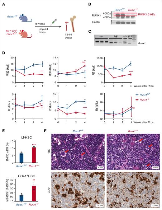 HSCs and CD41+ MK-HSCs are dysregulated in Runx1–/– mice and accompanied by thrombocytopenia. (A) Schematics of the mouse model of Runx1F/F;Mx1-Cre and Runx1 inducible deletion. (B) Western blotting of the knockout of RUNX1 protein in duplicate mice. (C) Genotyping of exon 4 deletion of Runx1 in Runx1F/F:Mx1-Cre mice. Triplet samples of Runx1F/F:Mx1-Cre (–/–) and Runx1F/F (F/F) are shown. (D) Peripheral blood counts of Runx1F/F;Mx1-Cre mice after pI:pC inductions. Statistics was performed using t test at 4 weeks post deletion between Runx1−/− and Runx1F/F mice. The x-axis indicates the weeks after the final pI:pC injection. (E) Quantification of flow cytometry analysis of MK-HSCs (LSKCD34−Flt3−CD150+CD41+) in the BM at 4 weeks after pI:pC injection. The y-axis is the percentage out of their parental population. (F) hematoxylin and eosin and anti-CD61 (a MK marker) staining of BM from Runx1−/− and Runx1F/F mice 4 weeks post pI:pC injections. The red arrows indicate MK cells. ∗∗∗P < .001 and ∗∗P < .01. ns, not significant.