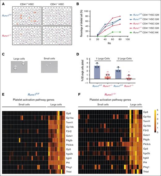 MK-HSCs can directly differentiate to MK within 1 cell division. (A) 60-well Terasaki plate sorted with single cells of CD41+HSC, CD41−HSCs from Runx1–/–and Runx1F/F mice after a 2-day culture in Stemspan medium containing SCF and TPO. (B) Kinetics of the plated single cell divisions. The x-axis indicates the hours after plating the cells post sorting. y-axis indicates the percentage of divided cells in total plated cells. (C) Representative images of the divided large MK-like and small non-MK–like daughter cells. (D) Quantification of the cultured cells as single large MK-like cells, single small non-MK-like cells, double large MK-like cells, and double small non-MK–like cells. (E) Heatmap of key platelet or MK-related gene expressions in large MK-like cells and small non-MK–like cells for Runx1–/–group. (F) Heatmap of key platelet/MK-related gene expressions in large MK-like cells and small non-MK–like cells for Runx1–/–group. ∗∗P < .01 and ∗P < .05.