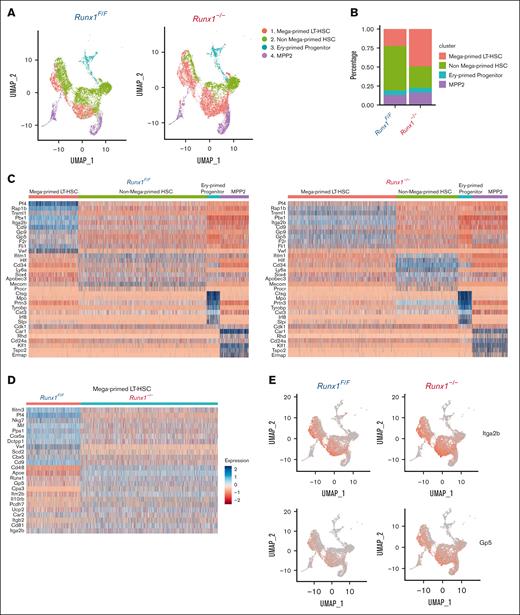 scRNAseq reveals a distinct gene signature of MK-HSCs which is altered by Runx1 deficiency. (A) 10x Genomics scRNAseq was used to identify 4 distinct clusters in sorted LSK CD150+ HSCs from Runx1–/–and Runx1F/F group by Seurat program. (B) A quantification of the percentage of cells in the 4 clusters of Runx1F/F and Runx1–/–cells. (C) Heatmap of the DEGs in the 4 clusters of Runx1F/F and Runx1–/–cells. MK-HSCs has a distinct MK-biased signature, and both MK-HSCs and non-MK–HSCs have long-term HSCs signature. (D) Heatmap of the DEGs in the MK-HSCs of Runx1F/F vs Runx1–/–cells. RUNX1 deficiency alters platelet activation related gene expressions in this subset of HSCs, including Pf4, vWF, and Gp5. (E) Feature plot of marker gene Itga2b (CD41) and Gp5 (Glycoprotein V Platelet) for Runx1–/–and Runx1F/F groups.
