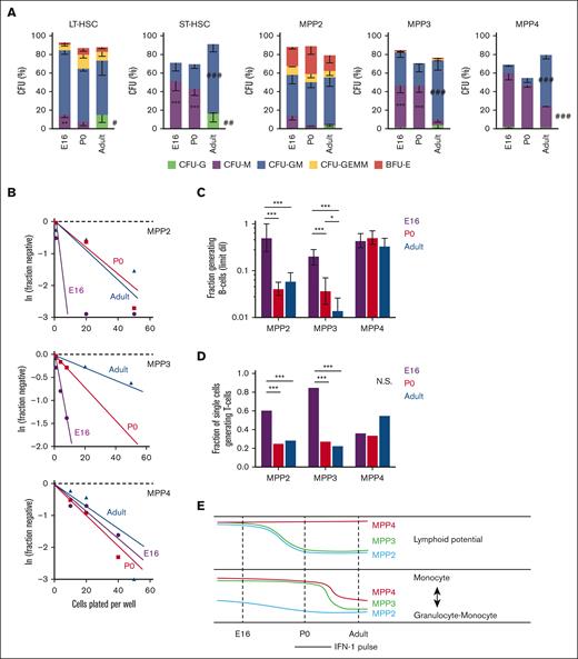MPP potential changes between the fetal, neonatal, and adult stages of development. (A) CFU assays for single LT-HSC, ST-HSC, MPP2, MPP3, and MPP4. Across several populations, CFU-M frequency decreased between birth and adulthood, and CFU-G and CFU-GM frequency increased. Error bars show standard deviations from 3 independent experiments performed with at least 60 cells per population per experiment. ∗∗∗P < .001; ∗∗P < .01 in either E16 or P0 mice relative to adult. ∗∗∗P < .001; ∗∗P < .01 in adult relative to both E16 and P0. P values were calculated by one-way ANOVA with Holm-Sidak post hoc test. (B) Limiting dilution curves for B-cell production from MPP2, MPP3, and MPP4. (C) Fractions of each MPP subtype that gave rise to B cells based on limiting dilution curves in panel B. Frequencies were calculated and compared using ELDA. (D) Fraction of individually plated MPPs that gave rise to T cells. The data reflect 3 independent experiments with at least 20 individually plated MPP per experiment. ∗∗∗P < .001 using Fisher exact test. (E) Schematic overview of dynamic changes in MPP potential between E16 and adulthood. Lymphoid potential is shown in the top panel, and the balance between monocyte and mixed granulocyte-monocyte output is shown in the bottom panel. ANOVA, analysis of variance; ELDA, extreme limiting dilution analysis.