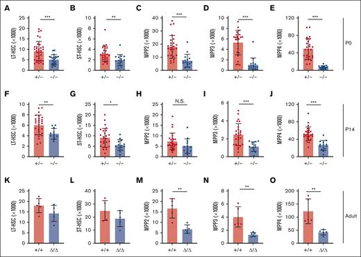 Ifnar1 deletion leads to reductions in phenotypic HSCs and MPPs during the neonatal, juvenile, and adult stages of life. (A-E) Numbers of indicated HSC and MPP subpopulations in livers of P0 Ifnar1+/− and Ifnar1–/– mice, n = 21-35. (F-J) Numbers of indicated HSC and MPP subpopulations in bone marrow (2 hindlimbs) of P14 Ifnar1+/− and Ifnar1–/–-mice, n = 12-27. (K-O) Numbers of indicated HSC and MPP subpopulations in bone marrow of 10-week-old control (Cre–) and Ubc-CreER; Ifnar1f/f mice after tamoxifen treatment at 6 weeks old, n = 5. For all panels, error bars reflect standard deviation. Surface marker phenotypes are specified in supplemental Table 2, and gating strategies are shown in supplemental Figure 2. ∗P < .05; ∗∗P < .01; ∗∗∗P < .001 using two-tailed t test.