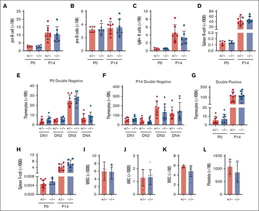 Ifnar1 deletion does not impair lymphopoiesis or mature blood production. (A-D) Absolute numbers of indicated B-cell progenitor populations in P0 liver or P14 bone marrow from mice of Ifnar1+/− and Ifnar1–/–-mice, or spleen B-cell populations from the same mice. (E-H) Absolute numbers of thymocyte subpopulations Ifnar1+/− and Ifnar1–/–-mice, or spleen T-cell populations from the same mice. (I-L) White blood cell (H), absolute neutrophil (I), red blood cell (J), and platelet (K) counts presented for 1 μL of blood from P14 mice. For all panels, n = 4 to 11 and error bars reflect standard deviation. Surface marker phenotypes are specified in supplemental Table 2, and gating strategies are shown in supplemental Figure 5. Comparisons performed using two-tailed t test did not show significant differences between Ifnar1+/− and Ifnar1–/–-mice for any measurement.