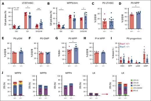 Ifnar1 deletion does not impair proliferation or promote death or neonatal HSCs or MPPs. (A,B) Cell cycle distributions of HSCs (CD150+CD48-LSK) and MPPs (CD48+LSK) as measured using Ki67/DAPI staining, n = 5-6. (C-F) Percentages of P0 HSCs, MPPs, pGMs, or GMPs in S/G2/M phase of the cell cycle in Ifnar1+/- and Ifnar1–/–-mice, as measured by propidium iodine staining, n = 4-9. (G) Percentage of BrdU-positive MPPs (CD48+LSK) after a 24 hour pulse between E19 and P0, n = 4-10. (H) Percentage of P14 MPPs (CD48+LSK), in S/G2/M phase of the cell cycle as measured by propidium iodine staining n = 5-6. (I) Percentage of Annexin V+, DAPI-negative apoptotic HSCs, MPPs, pGM, and GMP in the P0 livers of Ifnar1+/– and Ifnar1–/–mice, n = 6-15. For all panels, error bars reflect standard deviation. Representative gating strategies are shown in supplemental Figure 5. ∗∗∗P < .001; ∗P < .05 using two-tailed t test. (J) CFU assays for individually plated MPP2, MPP3, MPP4, or LK cells. Error bars reflect standard deviations from 3 independent experiments with at least 60 cells plated per population per experiment.