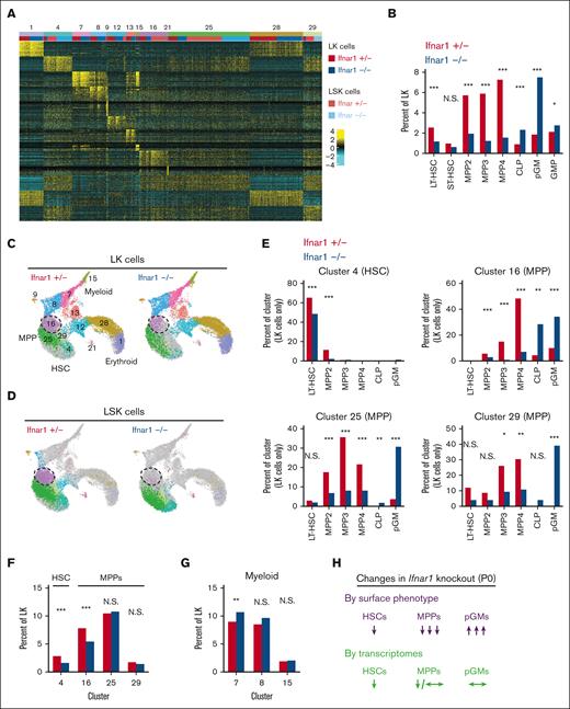 Ifnar1 deletion has only modest effects on immature progenitor populations when the populations are defined by single-cell transcriptomes rather than surface marker phenotypes. (A) Heatmap identifying 13 distinct clusters after iterative clustering via ICGS2. The clusters are numbered (ranging, 1-29), as defined by the ICGS2 algorithm. The clustering reflects aggregates of separately sorted LK and LSK cells from Ifnar1+/− and Ifnar1–/–-mice. Genotypes and cell types are indicated by color coding in the second horizontal bar above the heatmap. (B) HSC, MPP, and committed progenitor populations were defined based on surface markers as per supplemental Table 2. The frequencies of each phenotypically defined population within the LK samples are shown for Ifnar1+/− and Ifnar1–/–-mice. (C,D) UMAP plots showing clustering results for Ifnar1+/− and Ifnar1–/–-LK and LSK cells. Differentiation states are indicated based on marker gene expression for each cluster. Clusters are color coded to match panel A. Cluster 16, a T-cell–biased MPP population, is indicated by the hashed circle. (E) Percentages of LK cells in clusters 4, 16, 25, and 29 with the indicated surface marker phenotypes. (F) Percentages of LK cells in HSC cluster 4 or MPP clusters 16, 25, and 29 in Ifnar1+/− and Ifnar1–/–-mice. (G) Percentages of LK cells in myeloid clusters 7, 8, and 15 in Ifnar1+/− and Ifnar1–/–-mice. (H) Summary of changes in HSC, MPP, and pGM frequencies when the populations are defined by surface marker phenotype as compared with single-cell transcriptomes. ∗P < .05; ∗∗P < .01; ∗∗∗P < .001 by the χ2 test.