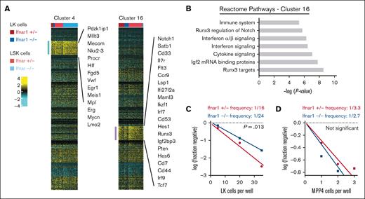 Ifnar1 deletion causes a modest reduction in T-cell potential in neonatal mice. (A) Clusters 4 and 16 were modestly depleted in Ifnar1–/–- neonates as compared with Ifnar1+/− neonates. Cluster 4 cells expressed genes consistent with HSC identity. Cluster 16 cells expressed some genes associated with myeloid bias (eg, Cd33) and many genes associated with T-lymphoid bias (eg, Notch, Hes1, Runx3, and so on). (B) Reactome pathway analysis of marker genes for cluster 16 showed interferon-related genes as well as Notch/Runx3-associated genes that would align with T-cell bias. (C,D) Results from limiting dilution assays of LK cells (C) or MPP4 (D) plated on OP9-delta stroma to assess T-cell potential at P0. The frequencies of LK and MPP4 cells with T-cell potential in Ifnar1+/- and Ifnar1–/– mice were calculated and compared with the findings from ELDA, n = 48-96 wells per cell dose and genotype across ∼2 to 3 independent experiments.