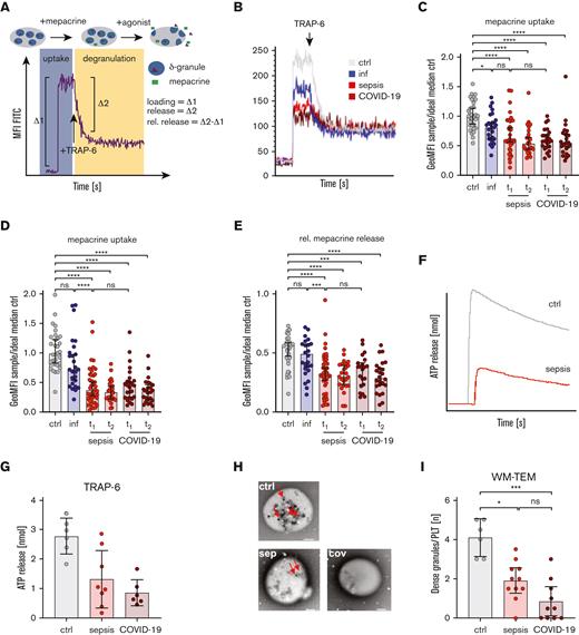 δ-granule deficiency in patients with sepsis or COVID-19. Characteristics of healthy control participants (ctrl), patients with infection (inf), sepsis, or COVID-19 are displayed on hospital/ICU admission day (t1) and days 4 to 7 (t2). (A-E) Schematic visualization of mepacrine assay depicted in panel A. Mepacrine uptake (C) and release (D) upon TRAP-6 stimulation (5 μM) were quantified in whole blood using flow cytometry. (E) Relative (rel.) mepacrine release was determined by calculating the relation of mepacrine uptake/release. (F-G) Adenosine triphosphate (ATP) release upon TRAP-6 stimulation (10 μM) was determined in platelet-rich plasma by lumiaggregometry (minimal platelet count > 150/nL). (H-I) Number of δ-granules was determined in platelet-rich plasma using WM-TEM. (H) Representative images are shown, red arrows indicate δ-granules. Scale bars indicate 1 μm. (I) Dots show median δ-granule number per platelet calculated in a 2 investigator–blinded approach. Representative figures are displayed in panels B, F, and H. All graphs show median ± 95% CI. Differences were analyzed using the Kruskal-Wallis test. ∗P < .05, ∗∗P < .01, ∗∗∗P < .001, ∗∗∗∗P < .0001.