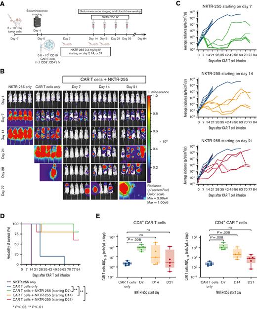 The starting day of NKTR-255 affects in vivo efficacy of human CD19 CAR T cells. NSG mice were injected IV with 5 × 105 Raji cells. Seven days later, tumor-bearing mice received 0.8 × 106 CD19 CAR T cells (1:1, CD8+:CD4+) IV. Cohorts of mice (n = 5 per group) received either CAR T cells only, or CAR T cells and NKTR-255 at 0.3 mg/kg IV starting on day 7, 14, or 21 after CAR T-cell infusion followed by weekly doses. One control group received NKTR-255 without CAR T cells. (A) Schematic of the experimental setup. (B) Bioluminescence imaging of Raji tumor burden at indicated time points. (C) Average tumor radiance grouped by the NKTR-255 start day. (D) Kaplan-Meier survival curve. Log-rank (Mantel-Cox tests) were used to compare differences between groups. (E) AUC of CD8+ (left) or CD4+ (right) CAR T-cell counts obtained by flow cytometry from days 0 to 28. Mann-Whitney tests were used to compare the differences between the groups. ns, not significant.