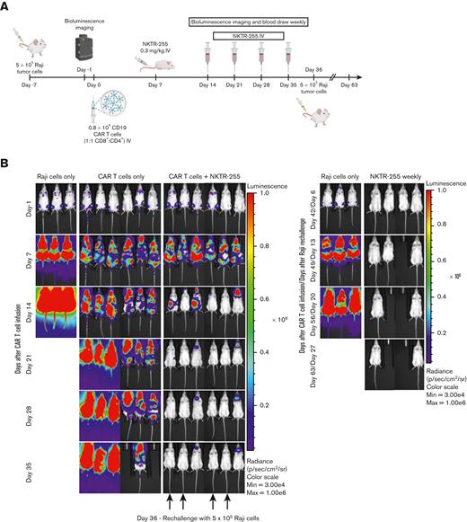 NKTR-255–treated mice are protected against tumor rechallenge. NSG mice were injected IV with 5 × 105 Raji cells. Seven days later, tumor-bearing mice received 0.8 × 106 CD19 CAR T cells (1:1 CD8+:CD4+) IV. Cohorts of mice (n = 6 per group) received either buffer or NKTR-255 at 0.3 mg/kg IV weekly starting on day 7. One control group did not receive CAR T cells. Mice that cleared the tumor were rechallenged with 5 × 105 Raji cells on day 36. A separate cohort of mice with no previous treatment was also injected with Raji cells on the same day as a control group (n = 3). (A) Schematic of experimental setup. (B) Bioluminescence imaging of Raji tumor burden at indicated time points.