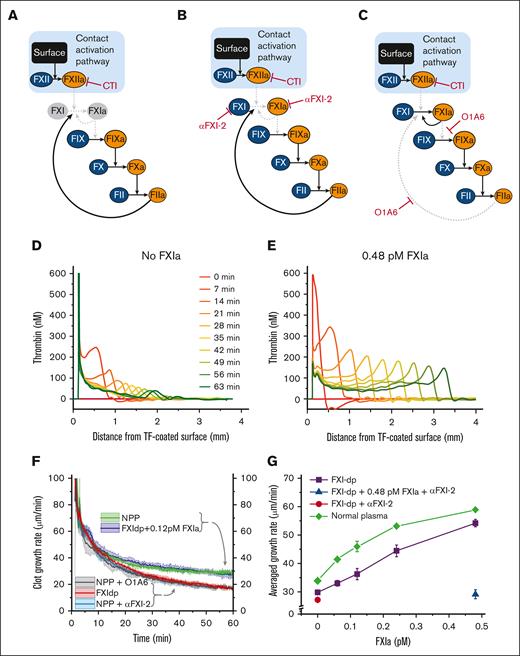 Regulation of clot growth by endogenous FXI zymogen. Diagrams illustrate the 3 experimental conditions to modulate the interaction of FXI with FIX and thrombin. In all experiments, FXI activation by FXIIa is blocked by CTI. Solid black arrows illustrate active pathways, and dashed gray arrows indicate inhibited pathways. Zymogens and enzymes are represented by blue and orange ellipses, respectively. (A) Thrombin-mediated activation of FXI is blocked in the absence of FXI (ie, in FXI-deficient plasma). (B) Antibody αFXI-2 inhibits FXI and FXIa. (C) Antibody O1A6 inhibits FXI activation by thrombin and FIX activation by FXIa. (D) Condition A: TG profiles inside the growing clot in FXI-deficient plasma without FXIa. Shown representative of 2 repeats. (E) Condition A + FXIa: TG profiles inside a growing clot in FXI-deficient plasma supplemented with 0.48 pM of FXIa. Shown representative of 2 repeats. (F) Clot-growth rate in healthy normal pooled plasma (NPP; green curve), FXI-deficient plasma with (blue curve) or without (red curve) 0.12 pM FXIa, and in healthy plasma treated with αFXI-2 (light blue curve) or O1A6 (gray curve). The standard deviation of the averaged clot-growth rate is indicated by the colored shades around the curves. Note that the addition of 0.12 pM FXIa to FXI-deficient plasma normalized the clot-growth rate. Shown representative of 2--4 repeats. (G) The average rate of clot growth as a function of FXIa activity. FXIa increased the average clot-growth rate in healthy (green) and FXI-deficient (purple) plasma in a dose-dependent manner. The antibody for FXI and FXIa, αFXI-2, neutralized the effect of FXIa in FXI-deficient plasma (blue triangle) but did not affect clot growth in untreated FXI-deficient plasma (red circle), confirming the specificity of αFXI-2 to FXIa. Shown representative of 1--4 repeats.