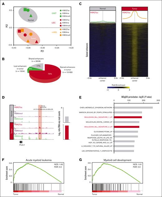 MLLr leukemia exhibits an aberrant enhancer landscape. (A) PCA using all enhancers classifies normal (green) and tumors (red and orange) into distinct clusters. (B) Pie chart showing the gained (15 189), shared (3508), and lost (1504) enhancers in MLLr leukemia. (C) H3K27ac enrichment at gained enhancers in MLLr leukemia. Averaged profiles of the H3K27ac ChIP-seq signal at enhancers in healthy and tumor samples (top). Heatmap plots of the H3K27ac ChIP-seq signal at enhancers in healthy and tumor samples (bottom). (D) Meta tracks of histone modification signals across tumor-specific enhancers. Candidate gene expression is shown to the right of each track. Enhancer region is highlighted with red box. (E) Top enriched gene ontology terms for enhancer associated genes in tumor cells determined by querying the Molecular Signatures Database (MSigDB) Perturbation gene sets. (F,G) GSEA using gene sets for AML and myeloid cell development, comparing the expression of genes associated with gained enhancers in tumor vs normal. FDR, false discovery rate; NES, normalized enrichment score.