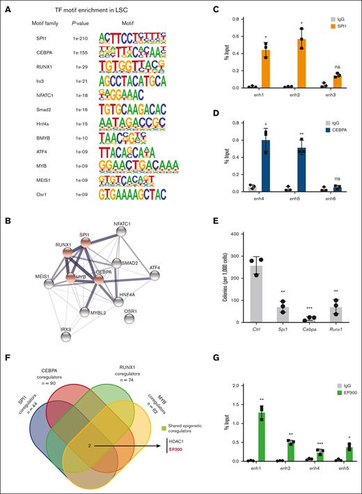 Enhancer landscapes defines transcriptional regulatory network of LSCs. (A) De novo motif analysis showing the enrichment of TFs at LSC enhancers compared with known motif background using HOMER. (B) STRING database analysis demonstrates that 11 of 12 LSC-specific transcription factor dependencies have putative protein–protein interactions. Red nodes indicate TFs previously coreported with leukemia in a literature search. (C,D) ChIP-qPCR of SPI1 and CEBPA binding at selected enhancers in LSCs. IgG enrichment was used as a negative control (n = 3; mean ± SD). (E) Colony formation assay at day 5 in LSCs infected with shRNAs targeting Spi1, Cebpa, and Runx1 (n = 3; mean ± SD). (F) Discovering transcription coregulators that share regulatory targets with SPI1, CEBPA, RUNX1, and MYB. (G) ChIP-qPCR of EP300 binding at selected enhancers in LSCs. IgG enrichment was used as a negative control (n = 3; mean ± SD). ∗P < .05; ∗∗P < .01; ∗∗∗P < .001. HOMER, hypergeometric optimization of motif enrichment; IgG, immunoglobulin G; qPCR, quantitative PCR.