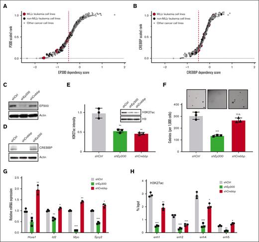 Dissecting the oncogenic role of EP300 in LSC. (A,B) Representative scatter plots showing MLLr leukemia relative dependency on EP300 (A) and CREBBP (B) with n = 7 MLLr leukemia cell lines compared with n = 25 non-MLLr leukemia cell lines and n = 593 nonleukemia cancer cell lines. Y-axis shows the dependency rank of EP300 or CREBBP in an individual cell line. X-axis shows the dependency score in each cell line. (C,D) Protein levels of EP300 (C) and CREBBP (D) in LSCs, expressing corresponding shRNAs against the 2 HATs. (E) Immunoblots of H3K27ac in LSCs after knockdown of control, Ep300 and Crebbp (n = 3; mean ± SD). (F) Morphology and quantification of colonies of Ep300 and Crebbp knockdown cells (n = 3; mean ± SD). Scale bar, 20 μm. (G) Bar graph indicates LSC enhancer–associated gene transcript levels (Hoxa1, Id2, Mpo, and Spry2) in cells transduced with the indicated shRNAs. Transcript levels were quantified by RT-PCR and expressed relative to control vector (n = 3; mean ± SD). (H) ChIP-qPCR of H3K27ac at enhancers in LSCs upon loss of EP300 and CREBBP. IgG enrichment was used as a negative control (n = 3; mean ± SD). ∗P < .05; ∗∗P < .01; ∗∗∗P < .001. ns, not significant; RT-PCR, reverse-transcriptase PCR.