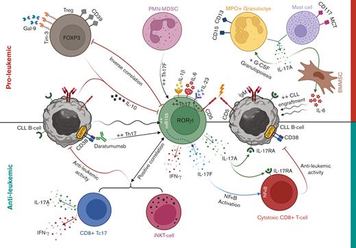 Th17 cell cross talk with CLL microenvironment. Th17 cell differentiation is promoted in CLL via augmented levels of differentiation cytokines, including IL-6, IL-23, and IL-1β. Homotypic CD5 interactions between naïve CD4+ T cells and CLL cells might also promote IL-23R expression and drive Th17 cell programming. A negative correlation exists between Th17 cells and CD38/ZAP-70 expression in CLL cells, and ex vivo monoclonal antibody blocking of CD38 increased Th17 cell proportions through killing CLL cells in patient PBMCs. CLL Th17 cells secrete high levels of IL-17A that might perform direct or indirect cytotoxic activity on CLL cells via interaction with IL-17RA. Activated CLL cells can increase miR-155 expression in Th17 cells, leading to increased IL-17F production, which can activate NF-κB signaling in CD8+ T cells, leading to increased cytotoxic potential. Antileukemic activity of CLL Th17 cells might include IFN-γ production and/or recruitment of cytotoxic iNKT- and IL-17–producing CD8+ T (Tc17) cells. In contrast, increased CD39+ Tregs in CLL with enhanced Tim-3/Galectin-9 (Gal-9) signaling can have immunosuppressive effects through the release of IL-10, which is also produced by CLL cells and can act on IL-10Rs expressed by Th17 cells. CLL-derived PMN-MDSCs can promote IL-17F production by Th17 cells, which might influence disease progression. Furthermore, cells of myeloid origin including mature granulocytes and mast cells can release IL-17A within CLL microenvironment, which might promote granulocyte colony stimulating factor (G-CSF) production and granulopoiesis for supporting CLL cell survival. Finally, IL-17A can promote IL-6 production by BMMSCs, which helps support CLL cell proliferation.