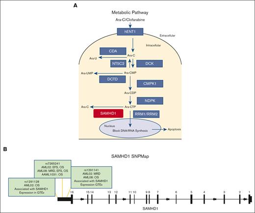 SAMHD1 summary. (A) Metabolic pathway of nucleoside analogs. (B) SAMHD1 gene schematic with top 3 SNPs. CDA, cytidine deaminase; CMPK1, cytidine monophosphate kinase 1; DCK, deoxycytidine kinase; DCTD, deoxycytidylate deaminase; hENT1, human equilibrative nucleoside transporter (hENT1/SLC29A1); NDPK, nucleoside diphosphate kinases; NT5C2, 5′nucleotidase; RRM1/RRM2, ribonucleotide reductase catalytic subunit M1/M2; SAMHD1, SAM domain and HD domain 1; GTEx, Genotype-Tissue Expression project; WT, wild type.