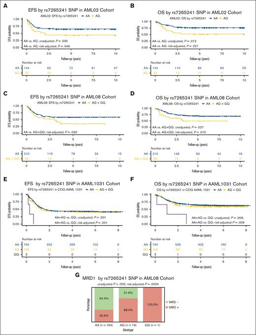 Association of rs7265241 and clinical outcome end points in 3 independent cohorts. Kaplan-Meier curves showing association of rs7265241 genotypes with EFS (A: AML02 trial, C: AML08 trial, and E: AAML1031 trial), OS (B: AML02 trial, D: AML08 trial, and F: AAML1031 trial), and MRD (G: AML08 trial).