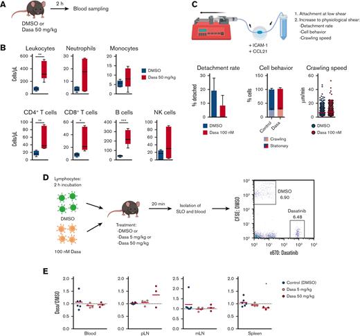Dasatinib induces lymphocytosis without altering homing to SLOs. (A) Lymphocytosis assay in C57BL/6J mice. (B) Blood obtained 2 hours after the administration of DMSO (vehicle) or 50 mg/kg dasatinib (Dasa) was immunophenotyped to quantify leukocyte subpopulations by flow cytometry; n = 5 mice per group from 2 independent experiments. Boxplots depict 25th and 75th percentiles and the median, and the whiskers show fifth and 95th percentiles. Analyzed by Kruskal-Wallis test and Dunn multiple comparisons test. (C) Effect of dasatinib on adhesion and crawling of murine lymphocytes under shear flow. Detachment rate (percentage of detached cells after 5 minutes of high shear; mean ± standard deviation) (left). Proportion of crawling and stationary cells (middle). Speed of crawling cells (right). n = 3; analyzed by Mann-Whitney U test. (D) Experimental layout for in vivo homing assay. (E) Ratio of dasatinib-treated and control (DMSO-treated) lymphocytes recovered for each organ. Red lines indicate the mean. A ratio of 1 indicates equal recovery. n = 3 independent experiments; analyzed by 1-sample t test. ∗P < .05; ∗∗P < .01; ∗∗∗P < .001. CFSE, carboxyfluorescein diacetate succinimidyl ester; mLN, mesenteric LN; pLN, peripheral LN.