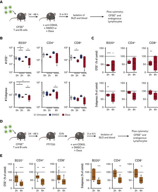 Dasatinib promotes lymphocyte egress from the spleen in a S1PR1-independent manner. (A) Experimental layout for egress assay. (B) Number of CFSE+ or endogenous B and T cells recovered from spleens of mice untreated or treated for 2 or 6 hours with DMSO or 50 mg/kg dasatinib. (C) Percentage of CFSE+ or endogenous cells recovered from spleens of dasatinib-treated mice normalized to DMSO-treated recipients (dotted line). n = 4 to 6 mice per group from 2 independent experiments; analyzed by 1-sample t test. (D) Experimental layout for egress assay in the presence of the S1PR1 agonist FTY720 (2 mg/kg). (E) Percentage of CFSE+ or endogenous cells normalized to DMSO-treated mice (dotted line). n = 6 mice per group from 3 independent experiments; analyzed by 1-sample t test. ∗P < .05; ∗∗P < .01; ∗∗∗P < .001. Boxplots depict 25th and 75th percentiles and the median, and the whiskers show fifth and 95th percentiles. O/N, overnight.