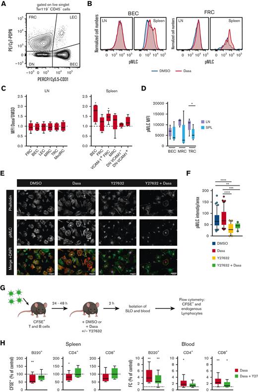 Dasatinib increases spleen stromal cell pMLC levels in a ROCK-dependent manner. (A) Flow cytometry gating strategy for the main stromal cells analyzed after 2-hour treatment with dasatinib (50 mg/kg) or DMSO. (B) Representative example of pMLC expression in BECs and FRCs. (C) Ratio of pMLC expression of stromal cell subpopulations from LNs and spleens of dasatinib- and control-treated mice. Analyzed by 1-sample t test. (D) Mean fluorescence intensity (MFI) of pMLC from BECs, marginal reticular cells (MRCs), and TRCs recovered from LNs and spleens of DMSO-treated mice. n = 5 mice per group from 4 independent experiments. (E) Representative confocal images of subconfluent FRCs cultured on 20 μg/mL of fibronectin and treated for 2 hours with DMSO, 100 nM dasatinib, 20 μM Y27632, or both inhibitors. Scale bars represent 100 μm. (F) Intensity of pMLC staining quantified by FIJI and normalized to the cell area. Each dot represents a cell. n = 3; analyzed by Kruskal-Wallis test. ∗P < .05; ∗∗P < .01; ∗∗∗P < .001; ∗∗∗∗P < .0001. (G) Experimental layout for egress assay in combination with Y27632. (H) Percentage of CFSE+ B cells and CD4+/CD8+ T cells recovered from the spleens, normalized to DMSO-treated mice (dotted line) (left). FC of CFSE+ B cells and CD4+/CD8+ T cells in blood of mice treated with dasatinib (50 mg/kg) alone, or dasatinib and Y27632 (10 mg/kg), normalized to DMSO-treated mice (dotted line) (right). n = 9 mice per group, from 3 independent experiments; analyzed by 1-sample t test. ∗P < .05; ∗∗P < .01; ∗∗∗P < .001; ∗∗∗∗P < .0001. Boxplots depict 25th and 75th percentiles and the median, and the whiskers show fifth and 95th percentiles. DN, CD31 PDPN double negative stromal cells; SPL, spleen.