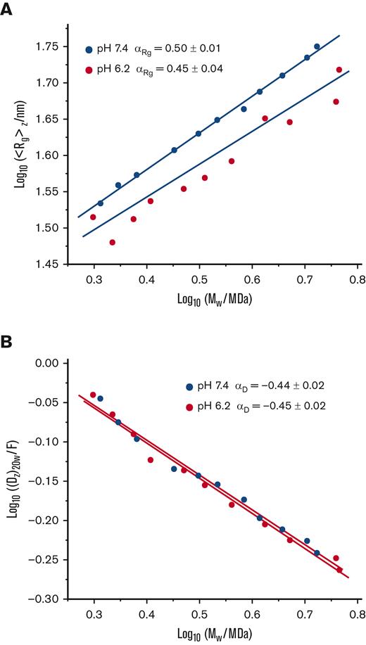 Conformation plots of SEC-fractionated VWF/fVIII complexes. VWF/fVIII complexes fractionated by Sephacryl S-1000 SEC at pH 6.2 or pH 7.4 were analyzed by SEC MALS to obtain estimates of the weight-average molecular weight and radius of gyration, and by DLS to obtain estimates of the z-average diffusion coefficient. The results are plotted as log10 ⟨Rg⟩z vs log10 Mw (A) or log10 (Dz)20w vs log10 Mw (B). The units of Dz are Ficks (1 F = 10−7 cm2/s). Further shown are the fitted simple linear regression lines and Mark-Houwink-Kuhn-Sakurada exponents with standard errors obtained from the slopes of the regression lines calculated using Prism (version 9.3.0).