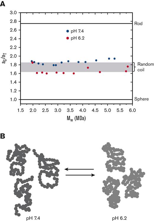 Ratios of equivalent radii(aG/aT) of SEC-fractionated VWF/fVIII complexes. (A) The equivalent radii, aG and aT, of VWF/fVIII fractionated at pH 6.2 or pH 7.4 by Sephacryl S-1000 SEC were calculated using the values of ⟨Rg⟩z and (Dz)20w using equations 1 and 2. The dimensionless ratio (aG/aT) is plotted vs estimates of Mw obtained by MALS. The horizontal lines corresponding to aG/aT ratios for spheres and rods were calculated as described.20 The shaded region corresponds to the range of aG/aT ratios expected for a random coil, in which upper and lower limits represent the presence and absence of excluded volume, respectively.20 (B) Cartoon of a pearl string random coil polymer. The more localized distribution of mass for the conformations on the right corresponds to a decreased radius of gyration at pH 6.2.