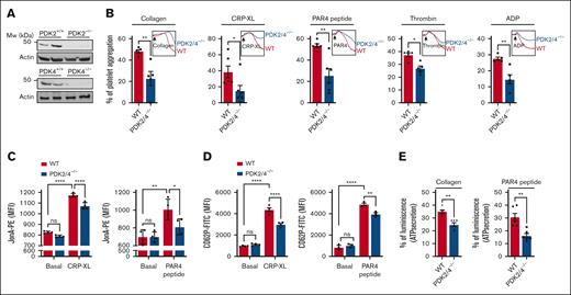 PDK2/4-double-deficient mice exhibit reduced platelet functions. (A)The deletion of PDK2 and PDK4 was confirmed using western blotting. (B) Platelet-rich plasma (PRP) from WT or PDK2/4−/− mice was stimulated with collagen (0.4 μg/mL), CRP-XL (0.05 μg/mL), PAR4 peptide (40 μM), thrombin (0.013 U/mL; washed platelelets were used), or ADP (0.13 μM). Results are expressed as the percent change in light transmission with respect to the blank (buffer without platelets), set at 100%. The representative aggregation curves are shown. Values are mean ± SEM, n = 5 to 6 mice per group. Statistical analysis: Mann-Whitney U test; ∗P < .05 and ∗∗P < .01. (C) The extent of integrin αIIbβ3 activation (using JonA binding), and (D) α-granule secretion (using P-selectin exposure) in WT and PDK2/4−/− platelets (in PRP) stimulated with CRP-XL (0.1 μg/mL) or PAR4 peptide (100 μM) was determined using flow cytometry. Values are mean ± SEM, n = 3 to 4 mice per group. Statistical analysis: 2-way ANOVA followed by Tukey multiple comparisons test; ∗P < .05; ∗∗P < .01 and ∗∗∗∗P < .0001. (E) ATP secretion from the dense granules of WT and PDK2/4−/− platelets (in PRP) after stimulation with collagen (0.8 μg/mL) or PAR4 peptide (70 μM) was measured using Lumi-aggregometry. Values are mean ± SE n = 6 mice per group. Statistical analysis: Mann-Whitney U test; ∗∗P < .01.