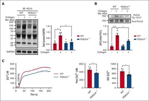 Platelets from PDK2/4 double-deficient mice exhibit impaired GPVI-mediated signaling. (A) Total tyrosine phosphorylation and (B) phospho-PLCγ2 phosphorylation (Tyr 1217) were measured in resting and collagen (25 μg/mL)–stimulated WT and PDK2/4−/− platelets. Representative western blots for total tyrosine phosphorylation and phospho-PLCγ2 (Tyr 1217) are shown. GAPDH or total PLCγ2 were used as loading controls. The bar graphs show densitometry analysis of immunoblots. Values are mean ± SEM, n = 4 mice per group. Statistical analysis: 2-way ANOVA followed by Tukey's multiple comparisons test; ∗P < .05 and ∗∗∗∗P < .0001. (C) Calcium mobilization was evaluated in Fura-2 LR loaded WT or PDK2/4−/− platelets washed platelets that were stimulated with CRP-XL (0.7 μg/mL) in the presence of 1.3 mM CaCl2. The left panel shows representative calcium mobilization after stimulation with CRP-XL. The middle and right panel shows the peak calcium level and the area under the curve (AUC), respectively. Values are mean ± SEM, n = 5 mice per group. Statistical analysis: Mann-Whitney U test; ∗P < .05.