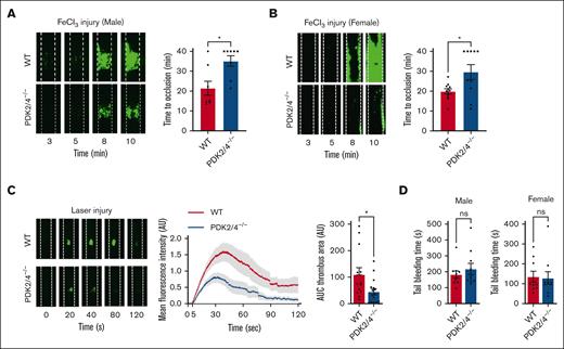 PDK2/4−/− mice are less susceptible to experimental arterial thrombosis. (A) A representative image of carotid artery thrombus (5% FeCl3 injury for 2 minutes) and the time to occlusion in WT and PDK2/4−/− male mice is shown. The time to occlusion was measured until 40 minutes, the cutoff point at which the experiment was terminated. Values are mean ± SEM, n = 8 vessels from 8 mice per group. Statistical analysis: Mann-Whitney U test; ∗P < .05. (B) A representative image of carotid artery thrombus (5% FeCl3 injury for 2 minutes) and the time to occlusion in WT and PDK2/4−/− female mice is shown. Values are mean ± SEM, n = 10 to 11 vessels from 6 mice per group. Statistical analysis: Mann-Whitney U test; ∗P < .05. (C) A representative image of laser injury–induced mesenteric artery thrombus in WT and PDK2/4−/− male mice as visualized by upright intravital microscopy. The mean fluorescence intensity over time and AUC (thrombus area) is shown. Values are mean ± SEM, n = 13 to 16 thrombi from 4 mice per group. Statistical analysis: Mann-Whitney U test; ∗P < .05. (D) The tail-bleeding time in WT and PDK2/4−/− male and female mice was determined by measuring the time taken for the initial cessation of bleeding after the tail transection. Values are mean ± SEM, n = 10 mice per group. Statistical analysis: Mann-Whitney U test.
