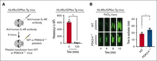 Platelet-specific PDK2/4 contributes to arterial thrombosis. (A) The left panel demonstrates the schematic depicting the technique for generating mice with platelet-specific PDK2 and PDK4 deficiency. Thrombocytopenia was induced in hIL-4Rα/GPIbα-Tg mice by injecting antibodies against human IL-4R and platelet count was measured after 2 hours. N = 5 mice per group. Statistical analysis: Mann-Whitney U test; ∗∗P < .01. This was followed by the adoptive transfer of WT or PDK2/4−/− platelets into hIL-4Rα/GPIbα-Tg mice. (B) The left panel shows a representative image of carotid artery thrombus (5% FeCl3 injury for 3 minutes) as visualized by intravital microscopy in hIL-4Rα/GPIbα-Tg male mice transfused with WT or PDK2/4−/− platelets. The right panel shows the time to occlusion. The time to occlusion was measured until 40 minutes, the cutoff point at which the experiment was terminated. Values are mean ± SEM, n = 8 vessels from 4 mice per group. Data represents left and right carotid artery injury from each mouse. Statistical analysis: Mann-Whitney U test; ∗P < .05.