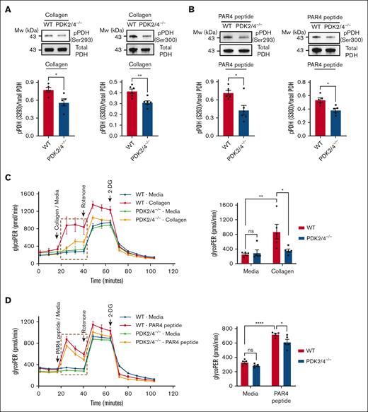 Deletion of PDK2 and PDK4 inhibits PDH phosphorylation and aerobic glycolysis in activated platelets. PDH phosphorylation at Ser293 and Ser300 was measured in (A) collagen- (25 μg/mL) or (B) PAR4 peptide (70μM)–stimulated WT or PDK2/4−/− platelets. Representative western blots are shown. Total PDH was used as a loading control. The bar graphs show densitometry analysis of immunoblots. Values are mean ± SEM, n = 5 to 6 mice per group. Statistical analysis: Mann-Whitney U test; ∗P < .05 and ∗∗P < .01. The glycolytic proton efflux rate (glycoPER) was measured in WT or PDK2/4−/− platelets stimulated with (C) collagen (25 μg/mL) or (D) PAR4 peptide (50μM) using a Seahorse extracellular flux analyzer. The bar graph shows the quantified data (for the line graph values marked with a box). Values are mean ± SEM, with n = 4 to 5 mice per group. Statistical analysis: 2-way ANOVA followed by Tukey multiple comparisons test; ∗P < .05; ∗∗P < .01 and ∗∗∗∗P < .0001.