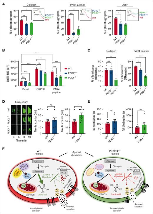 PDK4 is the major determinant contributing to thrombosis in the FeCl3 injury–induced carotid thrombosis model. (A) Platelet-rich plasma (PRP) from WT or PDK2−/− or PDK4−/− mice was stimulated with collagen (0.4 μg/mL), PAR4 peptide (40 μM), or ADP (0.13 μM). Results are expressed as the percent change in light transmission with respect to the blank (buffer without platelets), set at 100%. The representative aggregation curves are shown. Values are mean ± SEM, n = 4 mice per group. Statistical analysis: 1-way ANOVA followed by Tukey's multiple comparisons test ∗P < .05; ∗∗P < .01 and ∗∗∗P < .001 (B) The extent of α-granule secretion (using P-selectin exposure) in WT, PDK2−/− and PDK4−/− platelets (in PRP) stimulated with CRP-XL (0.1 μg/mL) or PAR4 peptide(100 μM) was determined using flow cytometry. Values are mean ± SEM, n = 4 mice per group. Statistical analysis: 2-way ANOVA followed by Tukey's multiple comparisons test; ∗∗∗P < .001 and ∗∗∗∗P < .0001. (C) ATP secretion from the dense granules of WT, PDK2−/−, and PDK4−/− platelets (in PRP) after stimulation with collagen (0.8 μg/mL) or PAR4 peptide (70 μM) was measured using Lumi-aggregometry. Values are mean ± SE n = 4 mice per group. Statistical analysis: 1-way ANOVA followed by Tukey's multiple comparisons test ∗P < .05; ∗∗P < .01 and ∗∗∗∗P < .0001. (D) A representative image of carotid artery thrombus (5% FeCl3 injury for 2 minutes) as visualized by intravital microscopy in WT, PDK2−/−, and PDK4−/− male mice. Platelets were labeled ex vivo with calcein green. The time to occlusion is shown. These experiments were performed in the same setup with the same WT mice serving as a control group for both PDK2−/− and PDK4−/− mice. Values are mean ± SEM, n = 8 mice per group. Statistical analysis: Mann-Whitney U test. ∗P < .05 (E) The tail-bleeding time in WT, PDK2−/−, and PDK4−/− male mice was determined by the time taken for the initial cessation of bleeding after the tail transection. Values are mean ± SEM, n = 6 mice per group. Statistical analysis: Mann-Whitney U test. (F) A schematic depicting the role of PDK/PDH axis in regulating platelet activation.
