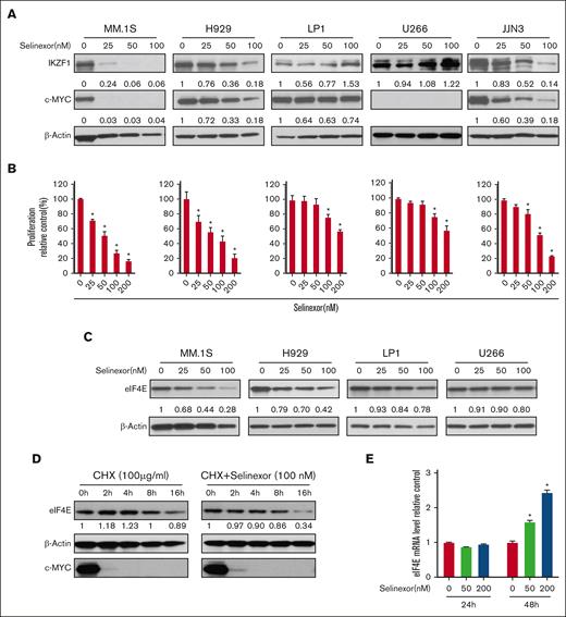 Selinexor abrogates IKZF1 and c-MYC protein expression and induces growth inhibition in MM. (A) MMCLs were treated with selinexor at indicated doses for 48 hours. IKZF1 and c-MYC levels were detected using WB using β-actin as a loading control. The densities of the bands were measured using NIH ImageJ and normalized against β-actin. The immunoblot is representative of 3 independent experiments. (B) Selinexor inhibited MMCL proliferation in a dose-dependent manner. MMCLs were treated with different doses of selinexor for 4 days and the proliferation was detected using AQueous One Solution Cell Proliferation Assay (MTS). ∗P < .05 (C) MMCLs were treated with selinexor at indicated doses for 48 hours. eIF4E levels were detected using WB using β-actin as a loading control. The densities of the bands were measured using NIH ImageJ and normalized against β-actin. Immunoblot representative of 3 independent experiments is shown. (D) H929 cells were treated with cycloheximide (CHX; 100 μg/mL) or CHX and selinexor (100 nM) for the indicated times. Immunoblot analysis of eIF4E, c-MYC, or β-actin was performed. (E) H929 cells were treated with selinexor (50 and 200 nM) for the indicated times. Treated cells were used for mRNA extraction and reverse transcription. eIF4E mRNA levels were compared using real-time PCR. ∗P < .05. PCR, polymerase chain reaction.