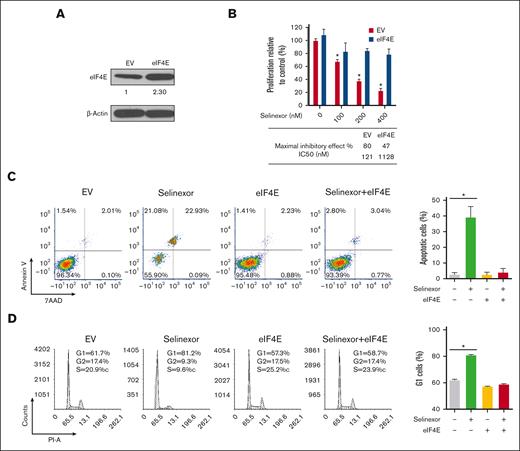 Overexpression of eIF4E induces resistance to selinexor. (A) eIF4E was overexpressed in H929 MM cells and confirmed using WB. The densities of the bands were measured using NIH ImageJ and normalized for β-actin. The immunoblot is representative of 4 independent experiments. (B) EV- or eIF4E-overexpressing (eIF4E) H929 cells were treated with different doses of selinexor, and cell proliferation was analyzed. ∗P < .05. Quantification of the maximal inhibitory effect of selinexor on H929 proliferation is shown. (C) EV- or eIF4E-transduced H929 cells were treated with selinexor and evaluated via cell apoptosis assay. (D) EV- or eIF4E-transduced H929 cells were treated with selinexor followed by assessment with a cell cycle assay. Right panel values represent the mean ± SEM for 2 independent experiments. SEM, standard error of the mean.